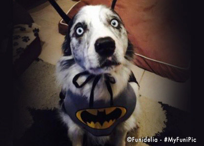 Disfraz de Batman para perro