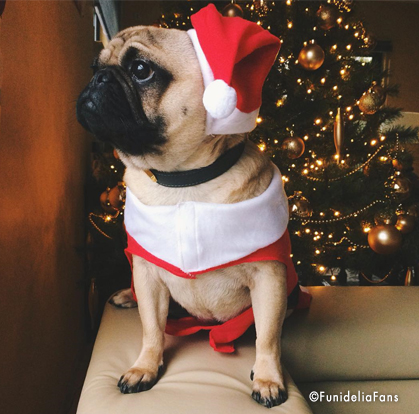 costume babbo natale cane