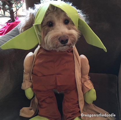 costumi star wars per cani