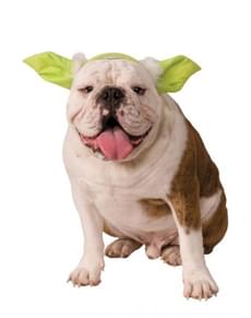 Koirien Yoda Star Wars korvat